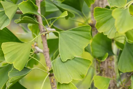 Ginkgo biloba 'Tremonia' - Liners bare root - image 1