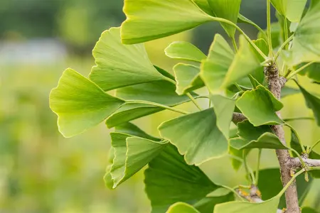 Ginkgo biloba 'Tremonia' - Liners bare root - image 2