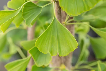 Ginkgo biloba 'Tremonia' - Liners bare root - image 3