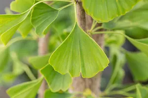 Ginkgo biloba 'Tremonia' - Liners bare root - image 3