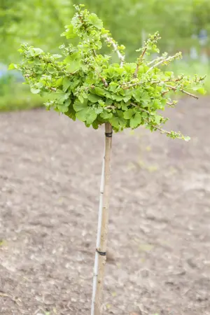 Ginkgo biloba 'Troll' - Liners bare root - image 2