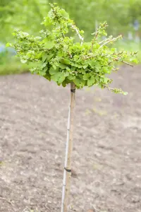 Ginkgo biloba 'Troll' - Liners bare root - image 2