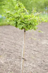 Ginkgo biloba 'Troll' - 30-40 CM C10 - image 2