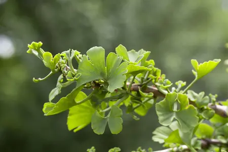 Ginkgo biloba 'Troll' - Liners bare root - image 1