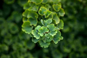 Ginkgo biloba 'Troll' - Liners bare root - image 3