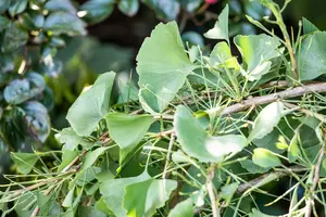 Ginkgo biloba 'Tubifolia' - 60 CM STEM 10L - image 3