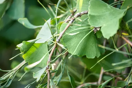 Ginkgo biloba 'Tubifolia' - 40-60 CM C2 WHIP - image 4