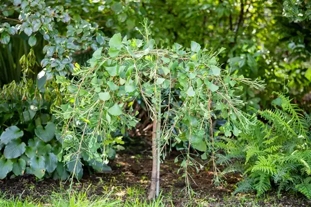 Ginkgo biloba 'Tubifolia' - 60 CM STEM 10L - image 2