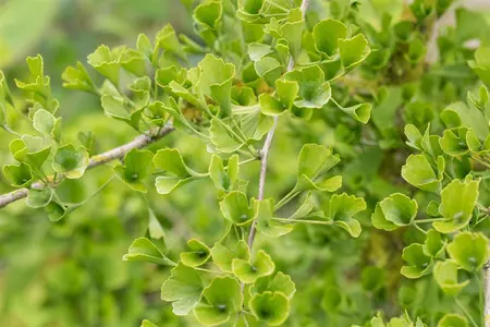 Ginkgo biloba 'Tubifolia' - 40-60 CM C2 WHIP - image 5