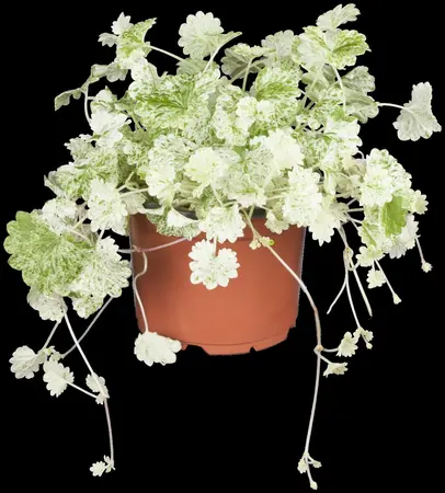 Glechoma hed. 'Variegata' - P9 - image 2