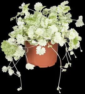 Glechoma hed. 'Variegata' - P9 - image 2