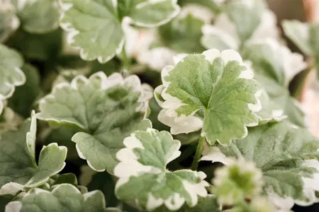 Glechoma hed. 'Variegata' - P9 - image 4
