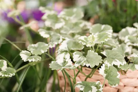 Glechoma hed. 'Variegata' - PLUG/CELGROWN 104 CEL TRAY - image 1