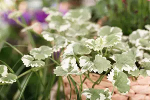Glechoma hed. 'Variegata'