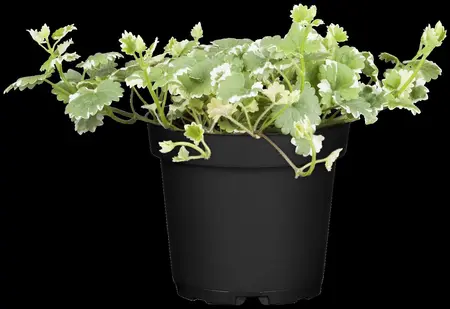 Glechoma hed. 'Variegata' - P9 - image 1