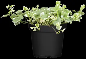 Glechoma hed. 'Variegata' - P9 - image 5