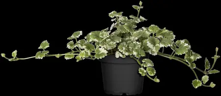 Glechoma hed. 'Variegata' - P9 - image 5