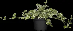 Glechoma hed. 'Variegata' - P9 - image 5