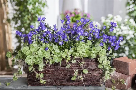 Glechoma hederacea - P9 - image 2