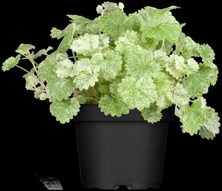 Glechoma hederacea - P9 - image 1