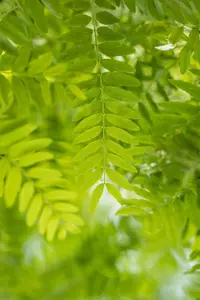 Gleditsia triacanthos 'Emerald Cascade'