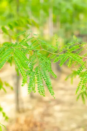 Gleditsia triacanthos inermis - P10.5 - image 3