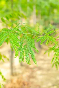 Gleditsia triacanthos inermis - STD 25-30 CM RB - image 3