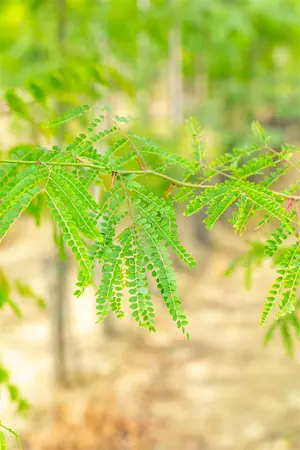 Gleditsia triacanthos inermis - MULTISTAM 250-300 CM C100 - image 3