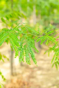 Gleditsia triacanthos inermis - MULTISTAM 250-300 CM C100 - image 3