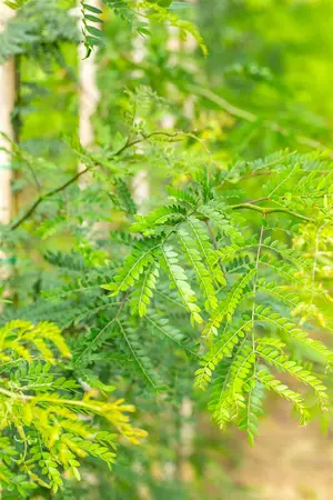 Gleditsia triacanthos inermis - MULTISTAM 250-300 CM C100 - image 5