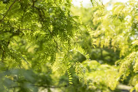 Gleditsia triacanthos inermis - MULTISTAM 250-300 CM C100 - image 1