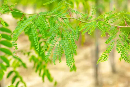 Gleditsia triacanthos inermis - MULTISTAM 250-300 CM C100 - image 4