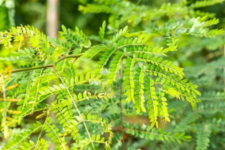 Gleditsia triacanthos inermis - 175-200  CM C20 - image 5