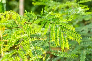 Gleditsia triacanthos inermis - 175-200  CM C20 - image 5