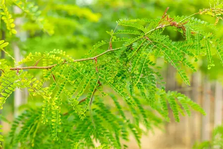 Gleditsia triacanthos inermis - MULTISTAM 250-300 CM C100 - image 2
