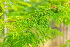 Gleditsia triacanthos inermis - MULTISTAM 250-300 CM C100 - image 2