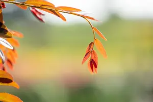Gleditsia triacanthos 'Rubylace' - STDS 14-16 CM RB - image 2