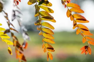 Gleditsia triacanthos 'Rubylace' - STDS 14-16 CM RB - image 5