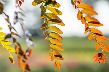 Gleditsia triacanthos 'Rubylace' - STD 8-10 CM CONT     - image 5
