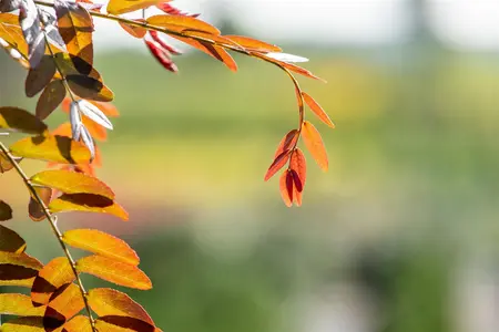 Gleditsia triacanthos 'Rubylace' - STDS 4-6 CM - image 3