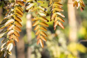 Gleditsia triacanthos 'Rubylace' - STDS 14-16 CM RB - image 1