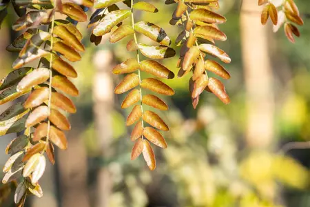 Gleditsia triacanthos 'Rubylace' - STD 8-10 CM CONT     - image 1
