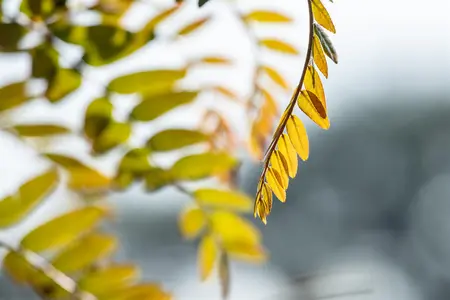 Gleditsia triacanthos 'Rubylace' - STDS 18-20 CM RB - image 4