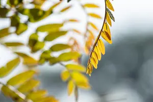 Gleditsia triacanthos 'Rubylace' - MULTISTEM 175-200 CM RB - image 4