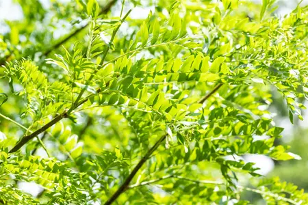 Gleditsia triacanthos 'Skyline' - MULTISTEM 350-400 CM CONT - image 2