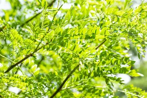 Gleditsia triacanthos 'Skyline' - MULTISTEM 350-400 CM CONT - image 2