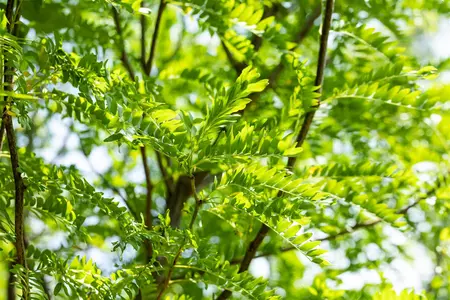 Gleditsia triacanthos 'Skyline' - MULTISTEM 350-400 CM CONT - image 3