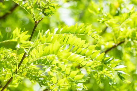 Gleditsia triacanthos 'Skyline' - MULTISTEM 350-400 CM CONT - image 4