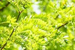 Gleditsia triacanthos 'Skyline' - MULTISTEM 350-400 CM CONT - image 4
