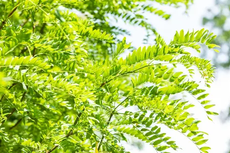 Gleditsia triacanthos 'Skyline' - MULTISTEM 350-400 CM CONT - image 5